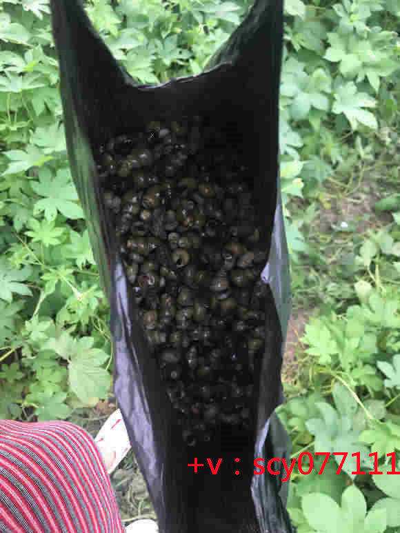 湖北放生鸡养殖场，湖北道教最简单的放生咒，湖北冬天适合放生什么鱼